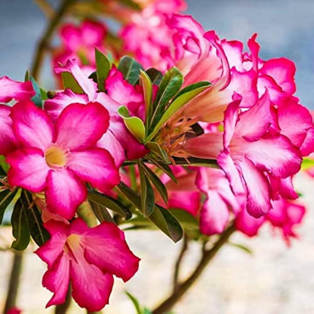 Adenium Easy flower seeds