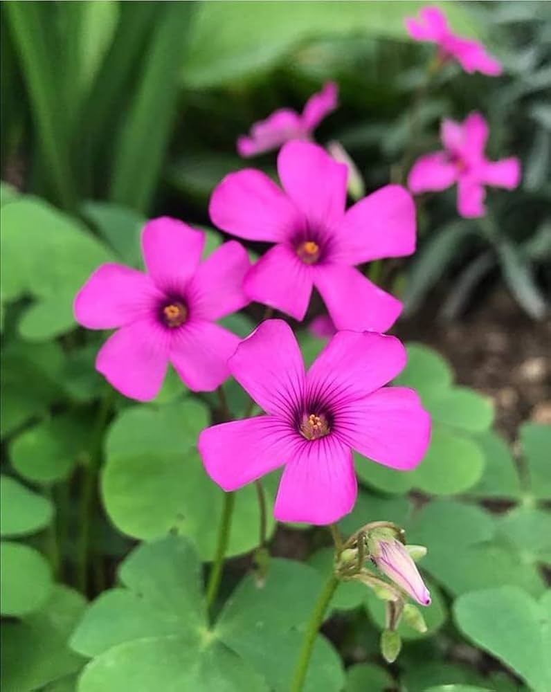 Pink Carpet flower seeds