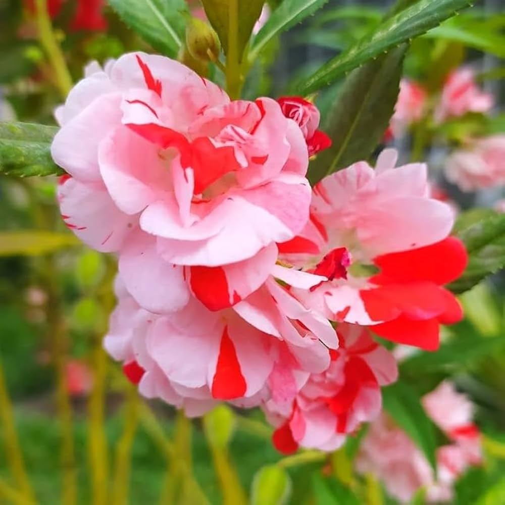 Balsamine flower seeds