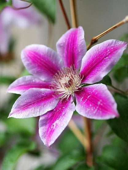 Clematis flower seeds