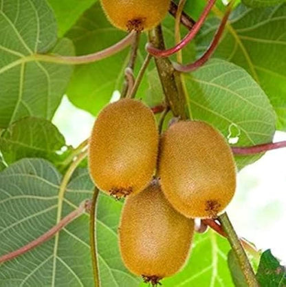 Kiwi Actinidia Deliciosa seeds