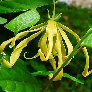 Ylang-Ylang flower seeds