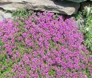 Creeping Thyme flower seeds