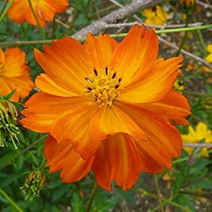 Cosmos Lucky flower seeds