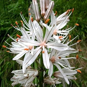 Asphodelus Albus flower seeds