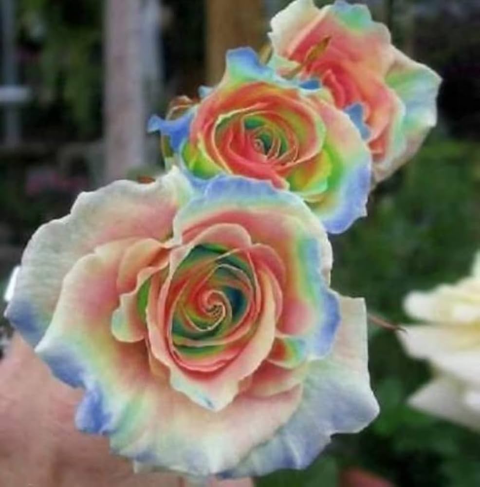 White Rainbow flower seeds