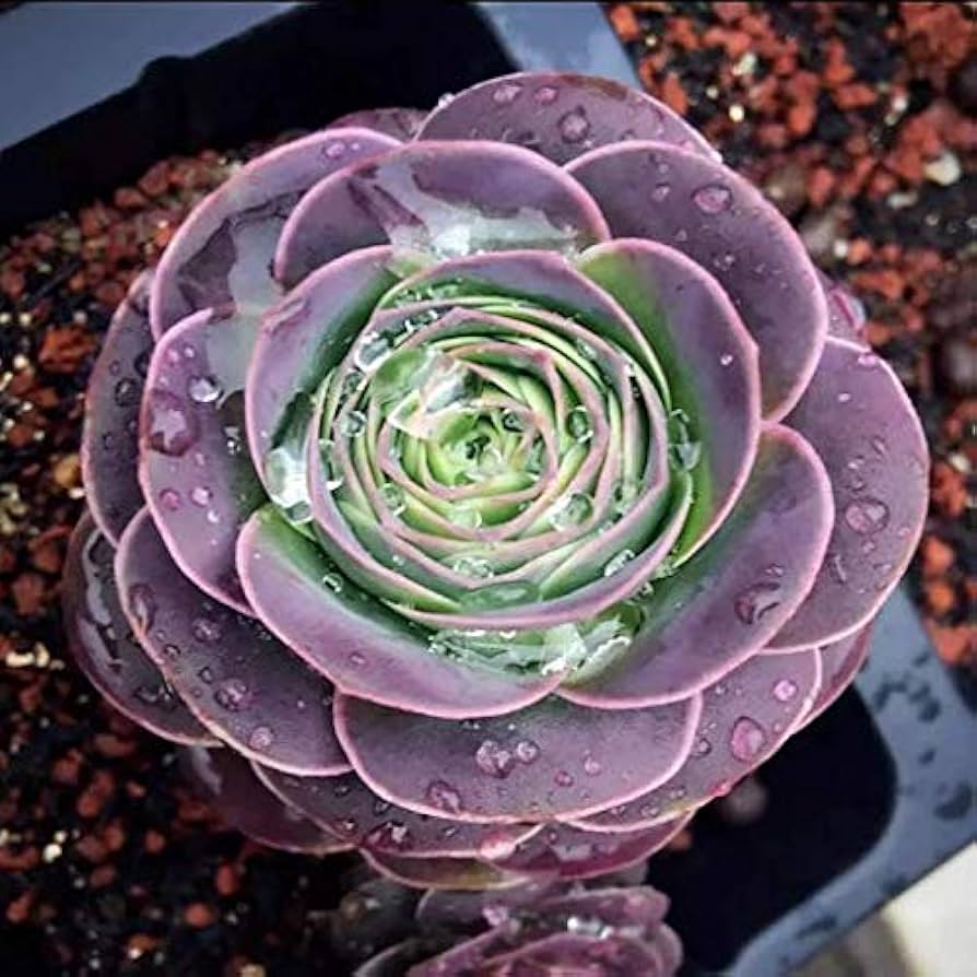 Purple Green flower seeds