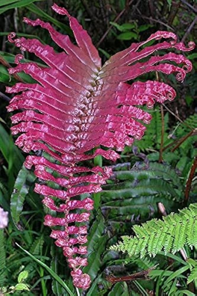 Pink Fern flower seeds