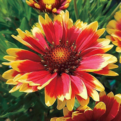 Yellow and Orange Aristata Flower Seeds for Planting – Heirloom Non-GMO Garden Seeds