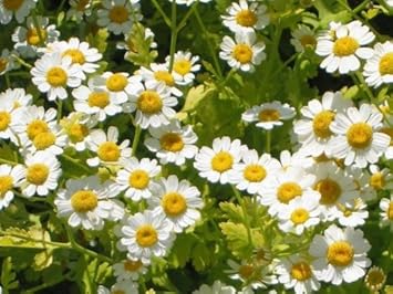 Feverfew flower seeds
