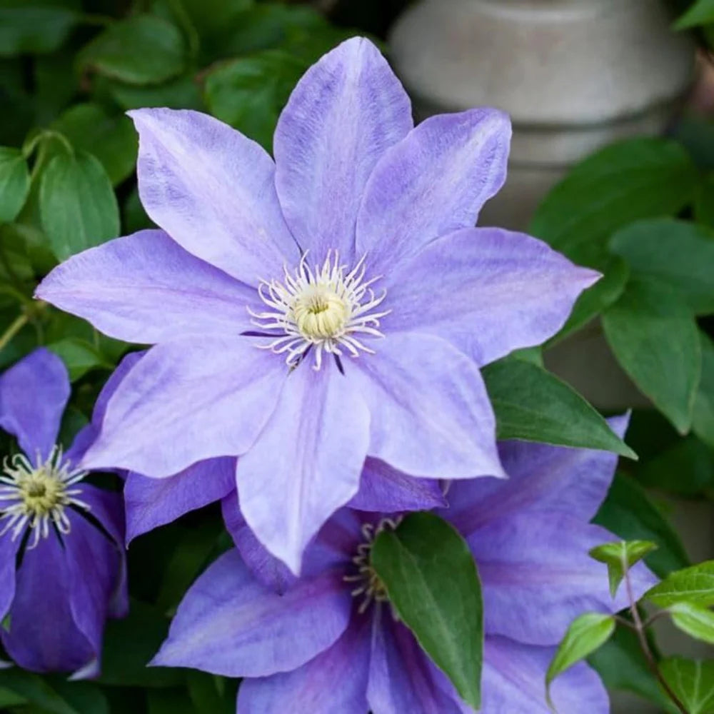 Violet Clematis flower seeds