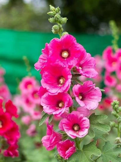 Hollyhock Flower Seeds for Planting – Heirloom Non-GMO Garden Seeds