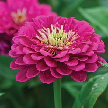 Pink Calendula flower seeds