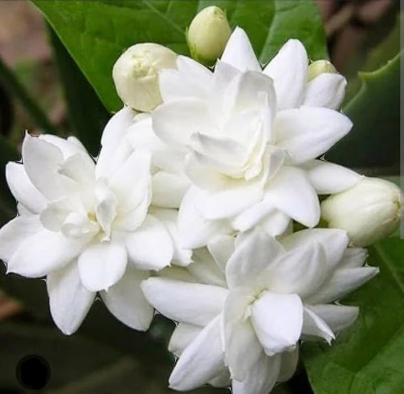 White Jasmine Flower Seeds for Planting – Heirloom Fragrant Flower Seeds