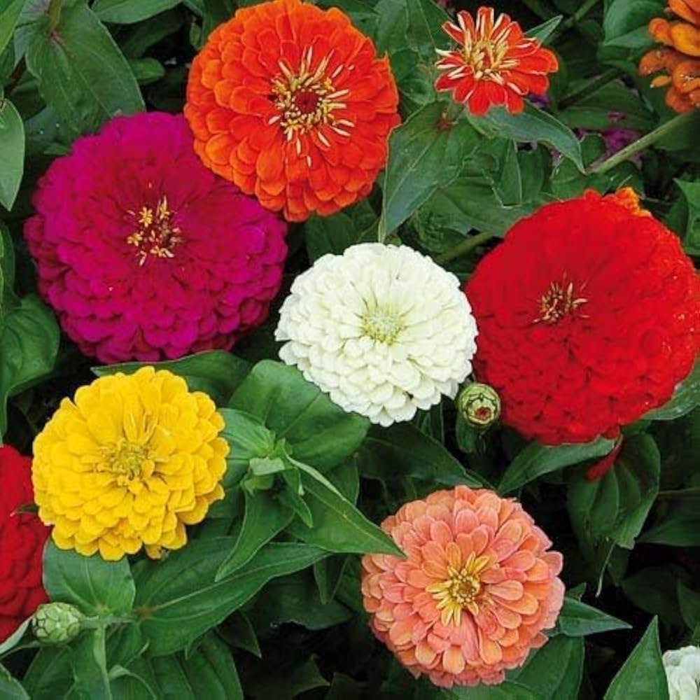 Zinnia Elegans flower seeds