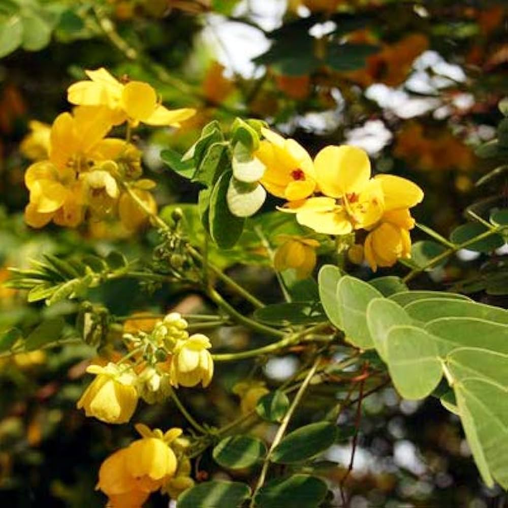 Cassia Glauca flower seeds
