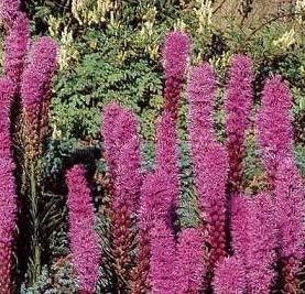 Pink Liatris flower seeds