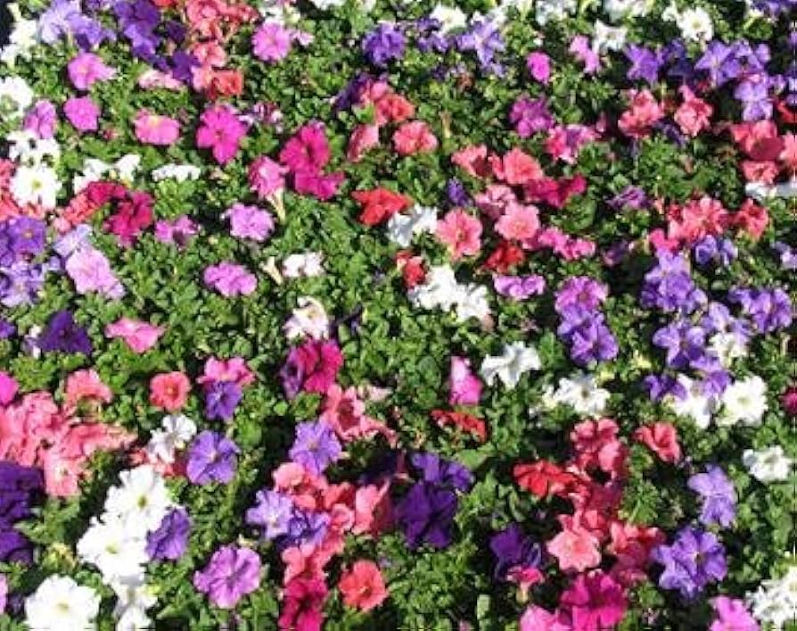 Petunia flower seeds
