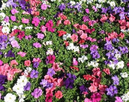Petunia flower seeds