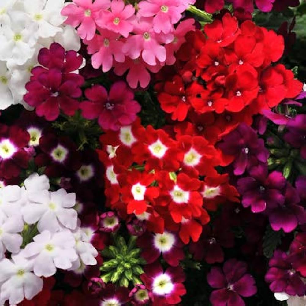 Verbena Color flower seeds