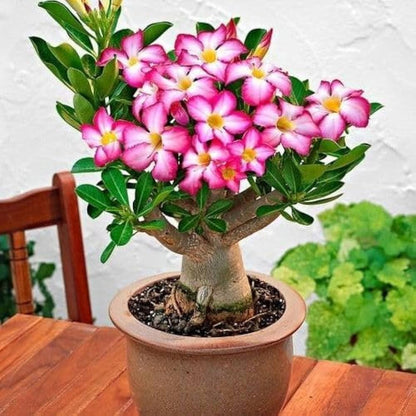 Mixed Adenium Obesum Flower Seeds for Planting – Heirloom Non-GMO Garden Seeds