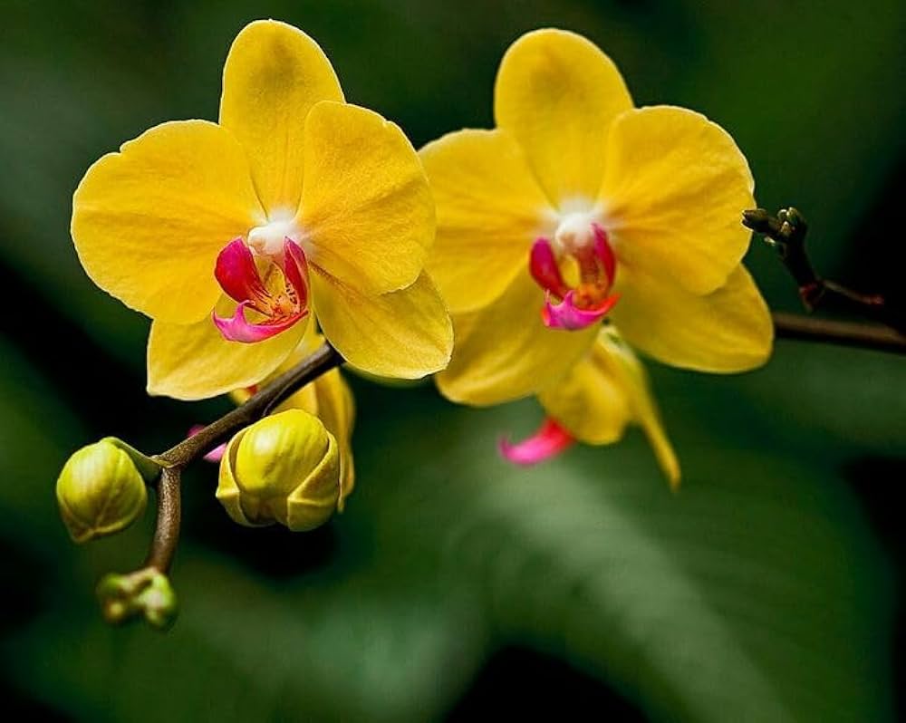 Deep Yellow flower seeds