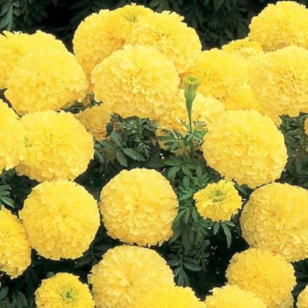 Lemon Yellow Marigold plant