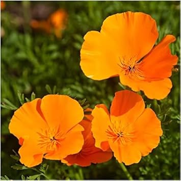 Orange Eschscholtzia flower seeds