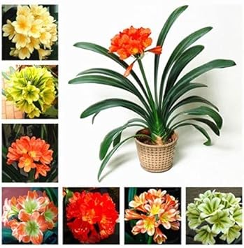 Clivia flower seeds