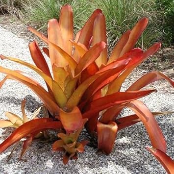 Orange Bromeliad flower seeds