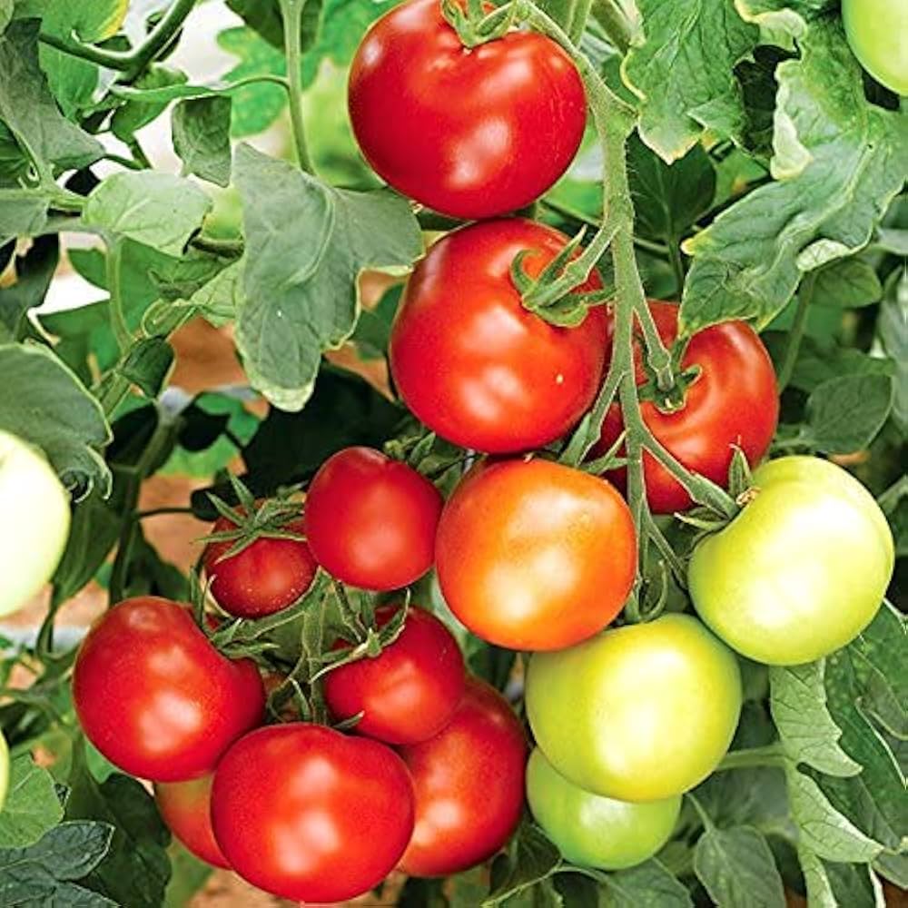 kelloggs tomato seeds