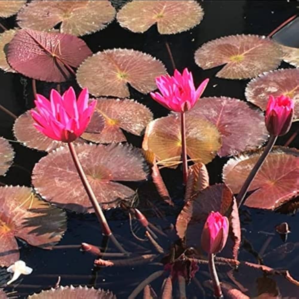 Red Tropical flower seeds