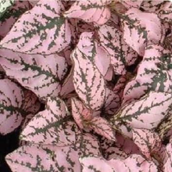 Pink Hypoestes flower seeds