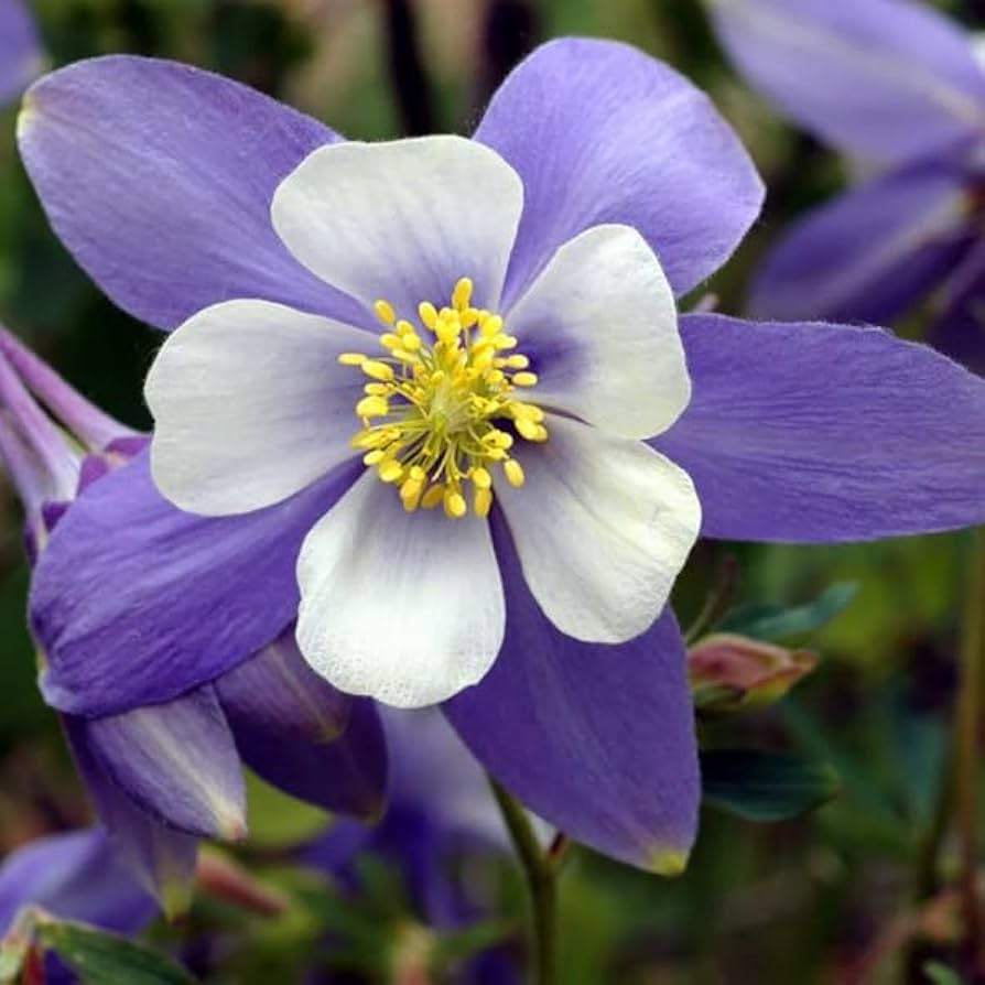 Aquilegia Coerulea flower seeds