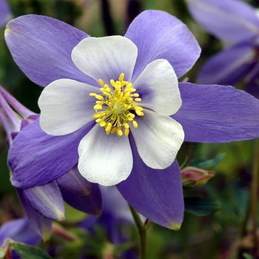 Aquilegia Coerulea flower seeds