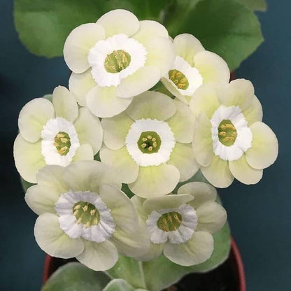 Cream Primula plant