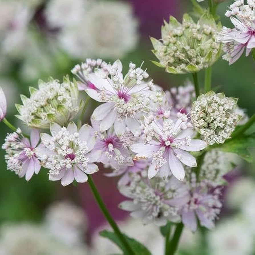 Astrantia Star flower seeds