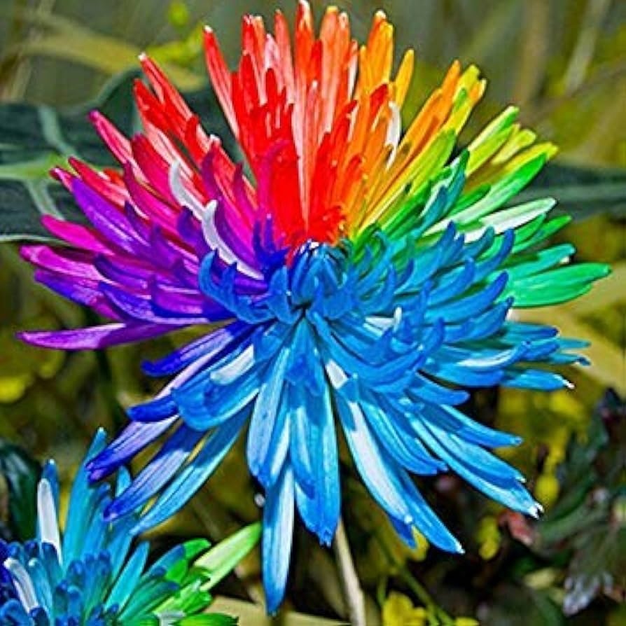 Rainbow Chrysanthemum flower seeds