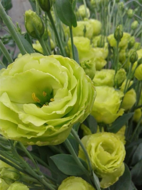 Light Green flower seeds