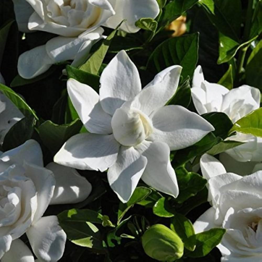 Gardenia flower seeds