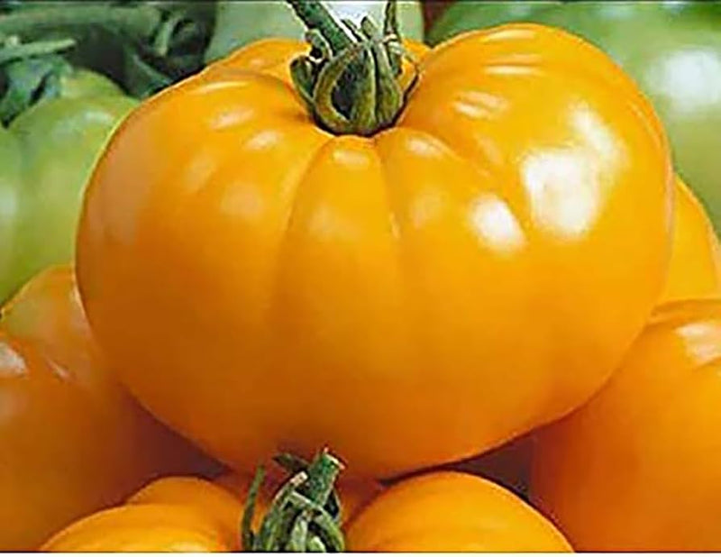 Yellow Brandywine Tomato Vegetable Seeds for Planting – Heirloom Non-GMO Garden Seeds