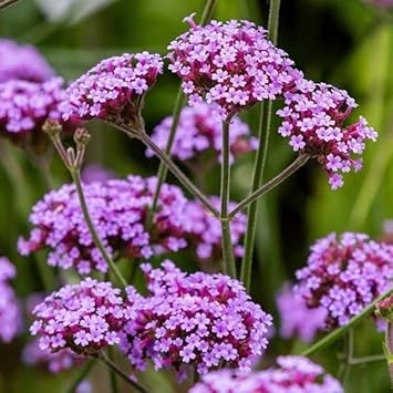 Multi-Color Verbena flower seeds