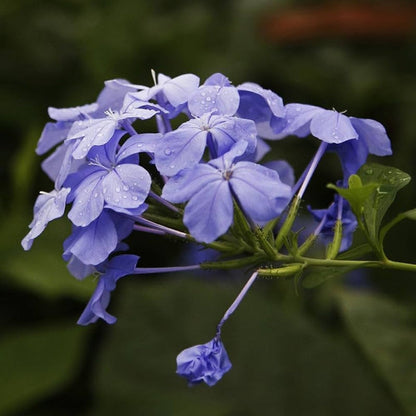 Light Purple Auriculata Flower Seeds for Planting – Heirloom Non-GMO Garden Seeds