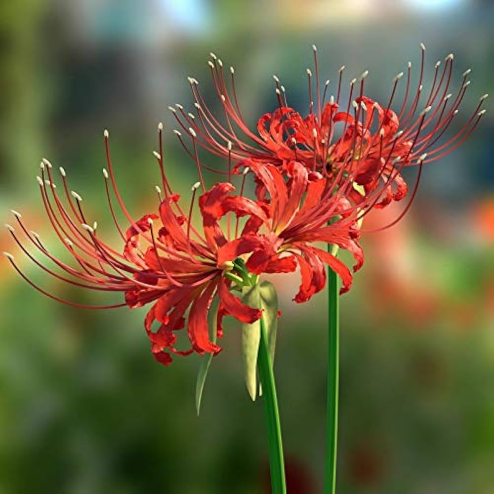Lycoris flower seeds