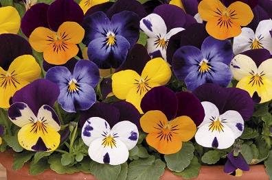 Rosa Halo flower seeds