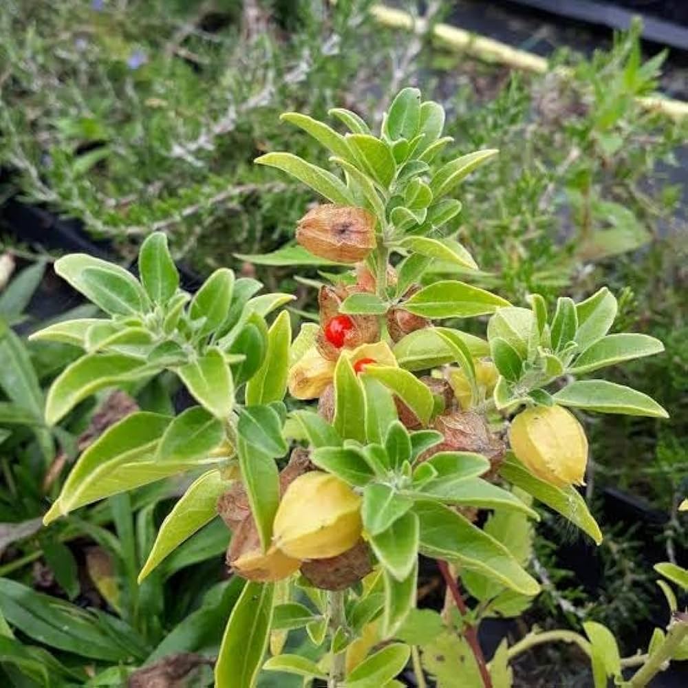 Green Ashwagandha flower seeds