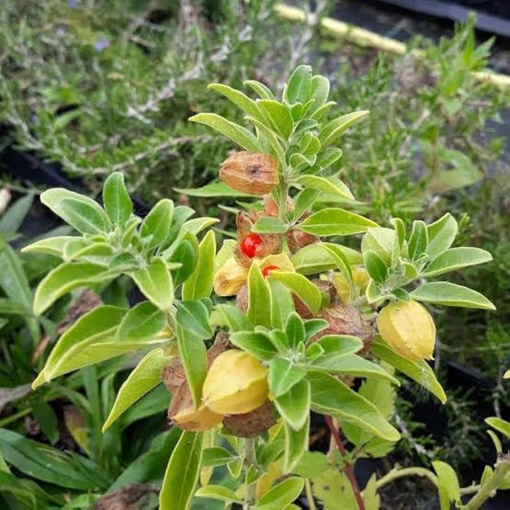 Green Ashwagandha flower seeds