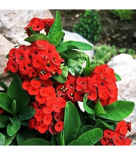 Red Milii flower seeds