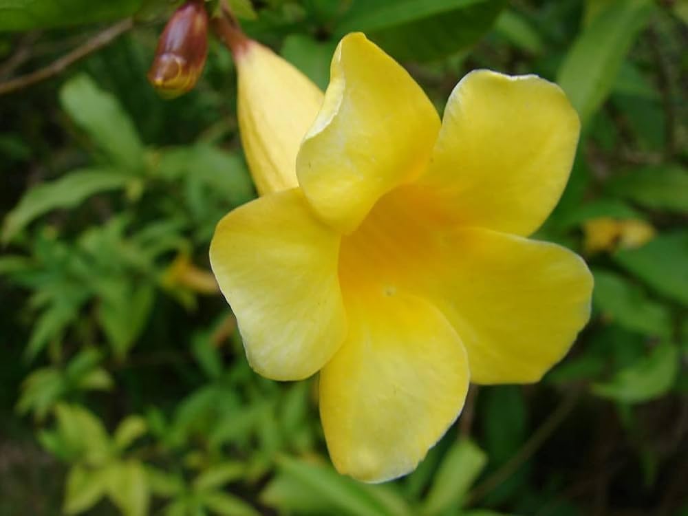 Chater Scarlet flower seeds