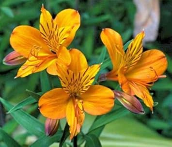 Yellow Alstroemeria flower seeds